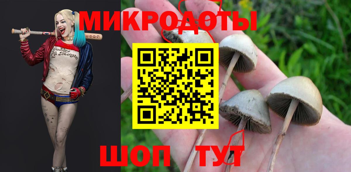 Галлюциногенные грибы Psilocybe Новоалтайск